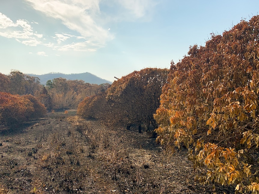 Rows of burnt lychee trees