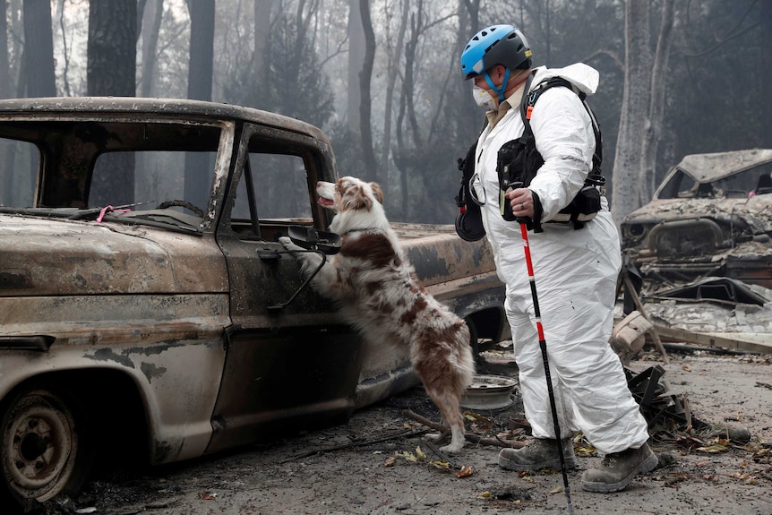 Cadaver dog searches for remains in Paradise, California