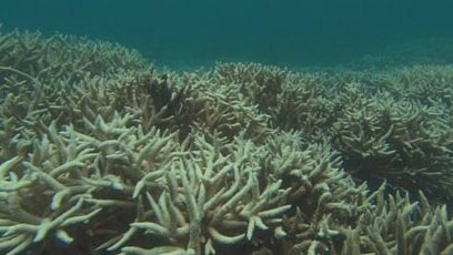 Up to 90 per cent of corals around the Keppel Islands on the central coast are turning white.