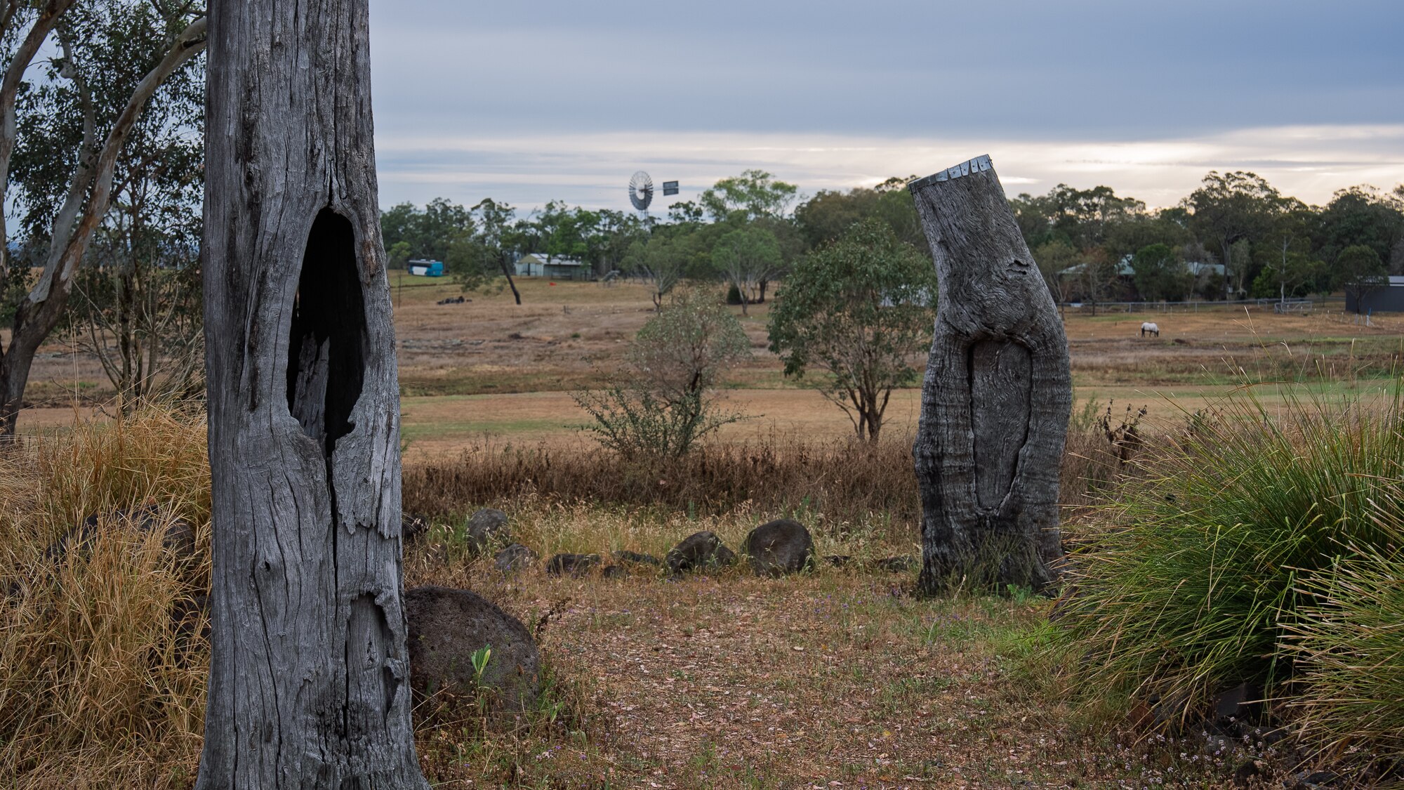 Scar trees in a field