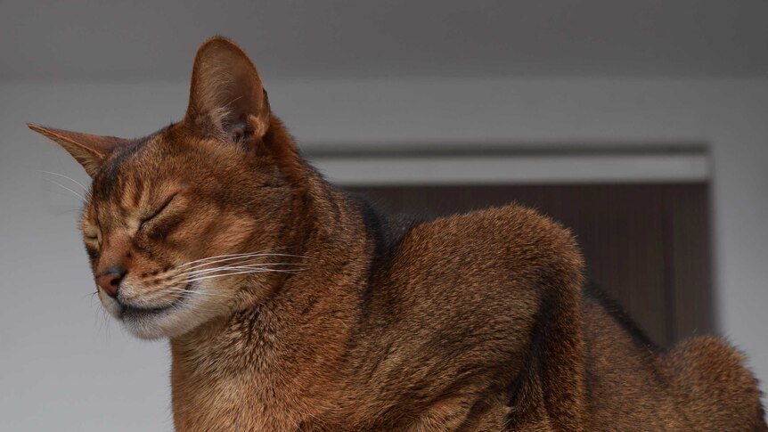 Elliot the cat yawns