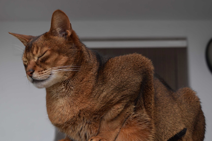 Elliot the cat yawns