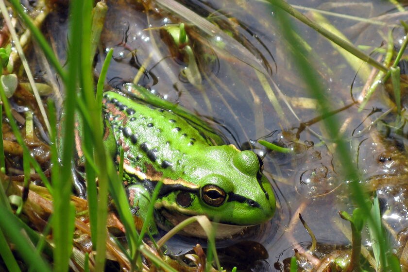 endangered green and gold bell frog