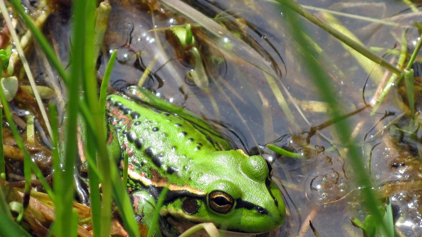 The endangered Green and Golden Bell frog.