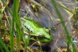 The endangered Green and Golden Bell frog.