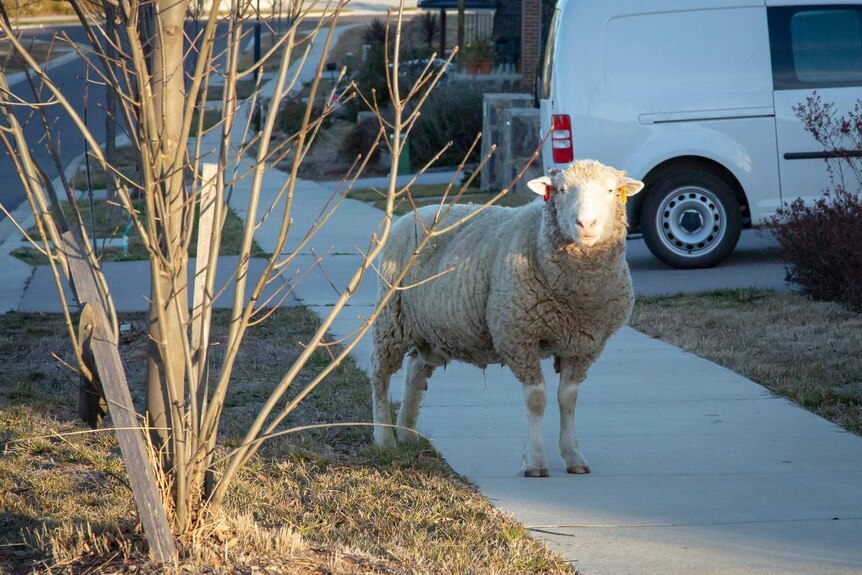 Sheep in the streets