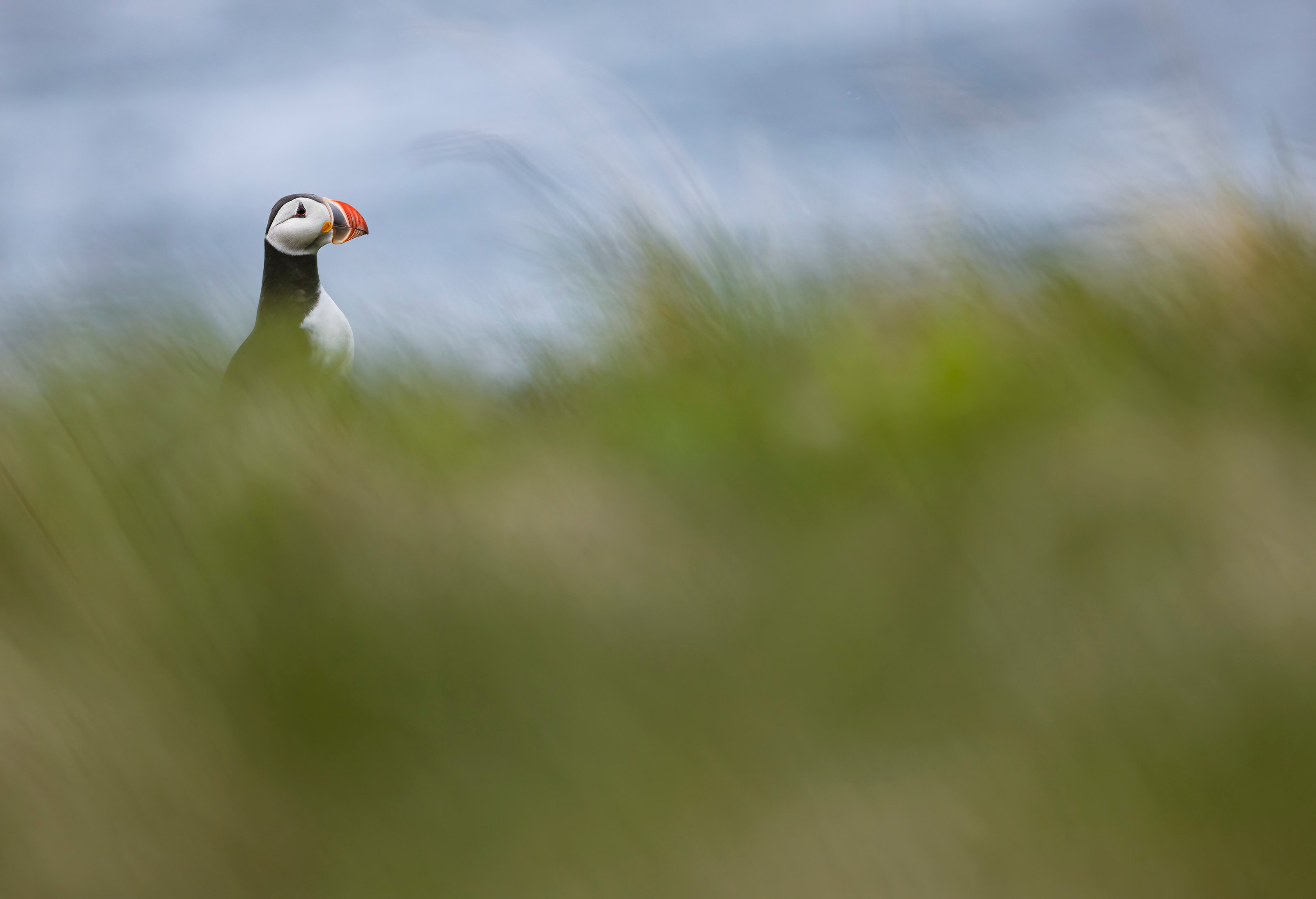 A puffin behind long grass with the ocean in the distance.