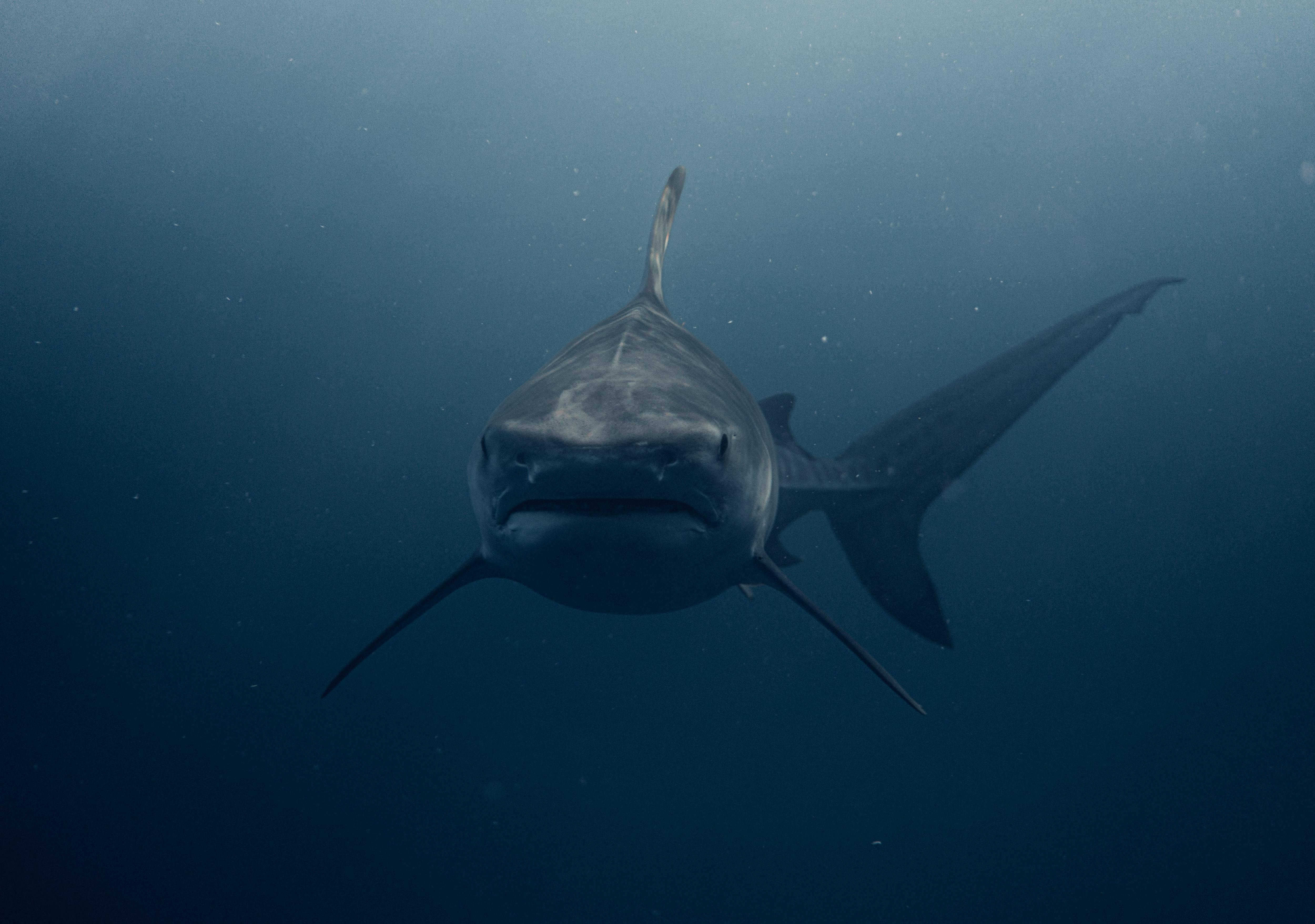 How rational is our fear of sharks? - ABC listen