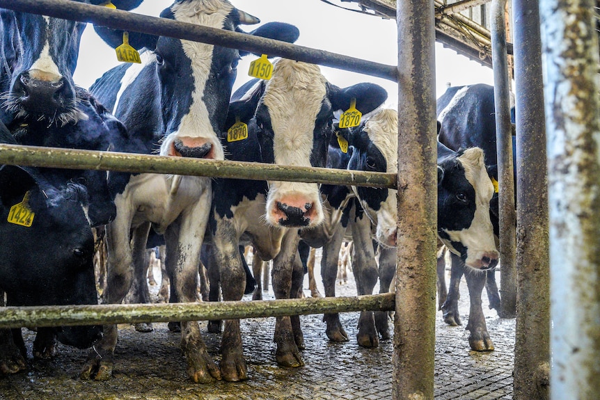 Dairy cows at dairy wait for milking