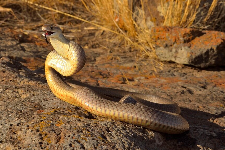 A brown snake with its tongue out on a rock