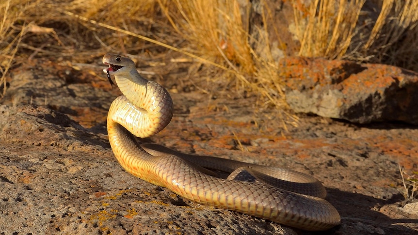 A brown snake with its tongue out on a rock
