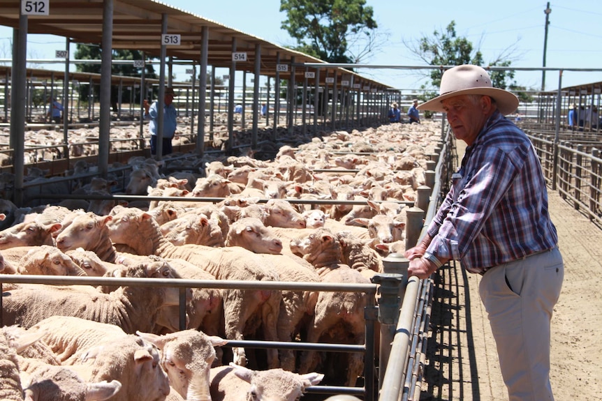 Ivanhoe and Wagga Wagga sheep producer Ross Harvey checks out the the yarding of sheep at Wagga saleyards.