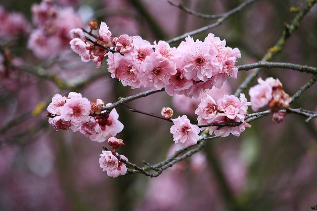 Close up of blooms on plum tree