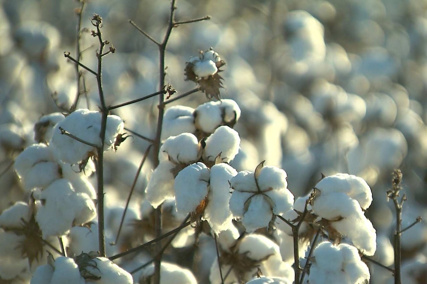 Cotton growing in a field.