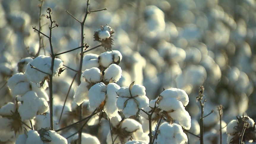 Cotton growing in a field.