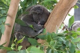Koala sleeping in a tree at Sydney Wildlife Zoo