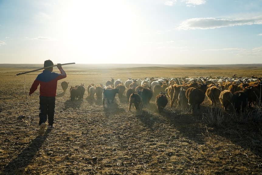 A young boy raises a stick while herding a flock of yaks under the bright sun in a dusty landscape