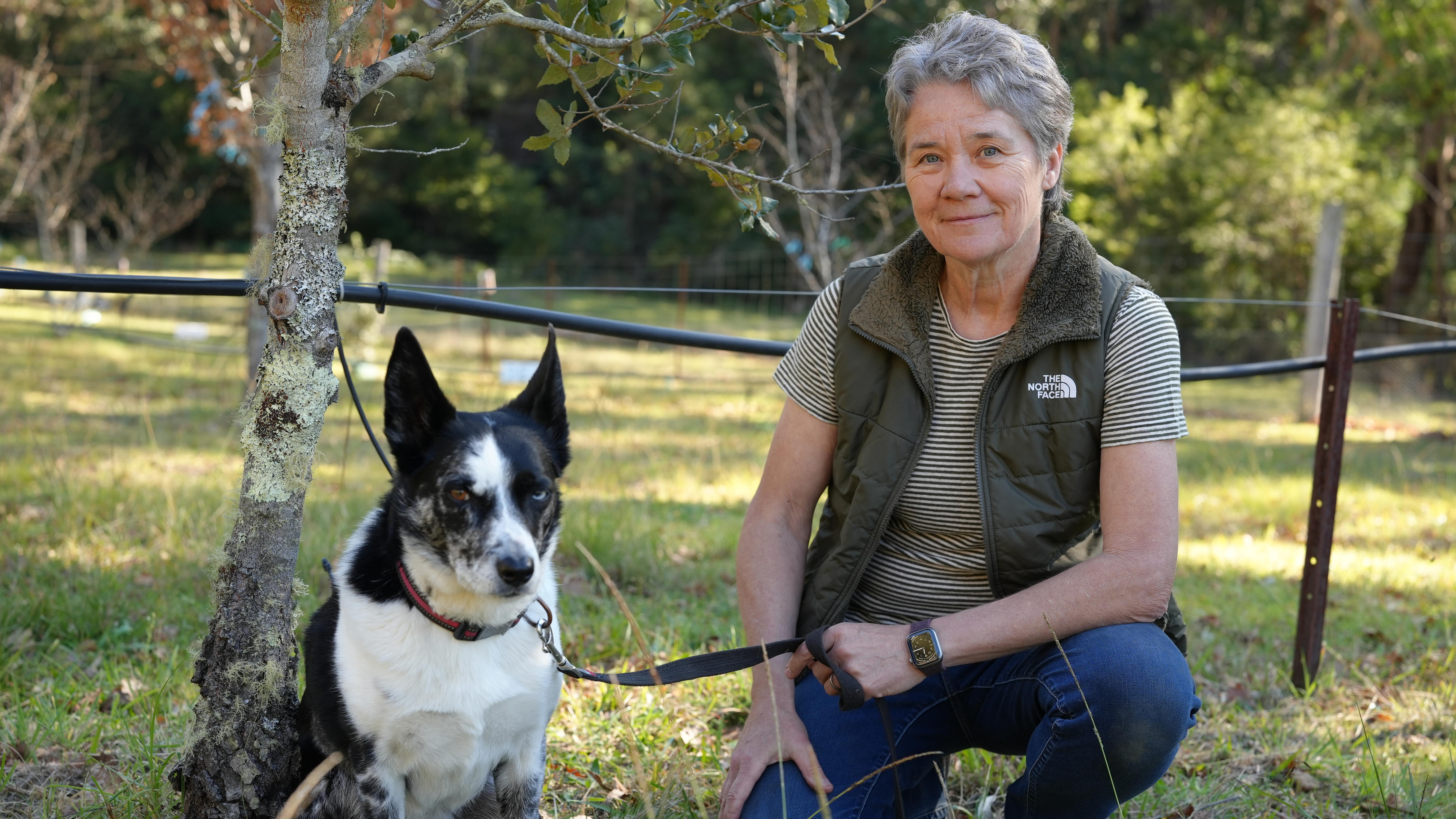 Nose for Gold: The Canine Truffle Hunters Sniffing Out Fortune on the NSW South Coast