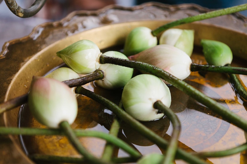 Round green fruits on stems lie in a shallow bowl of water.