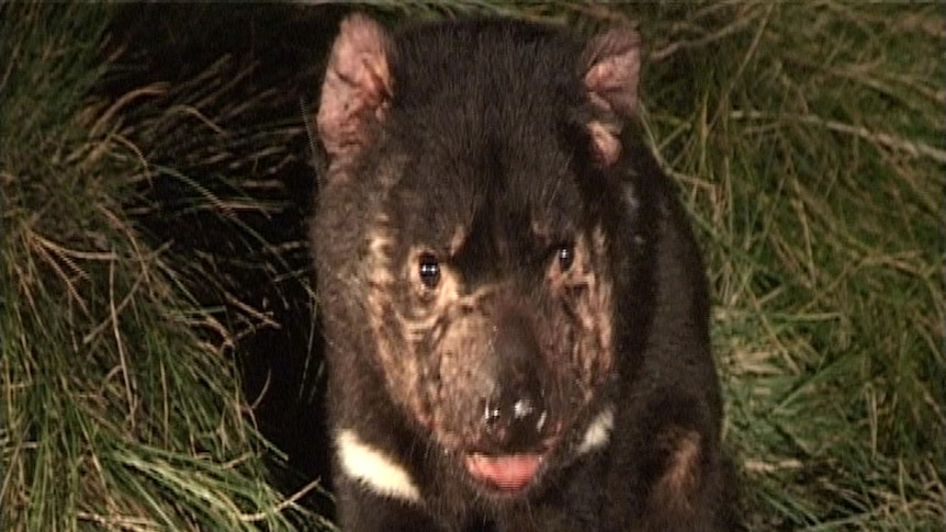 Tasmanian devil eating dinner