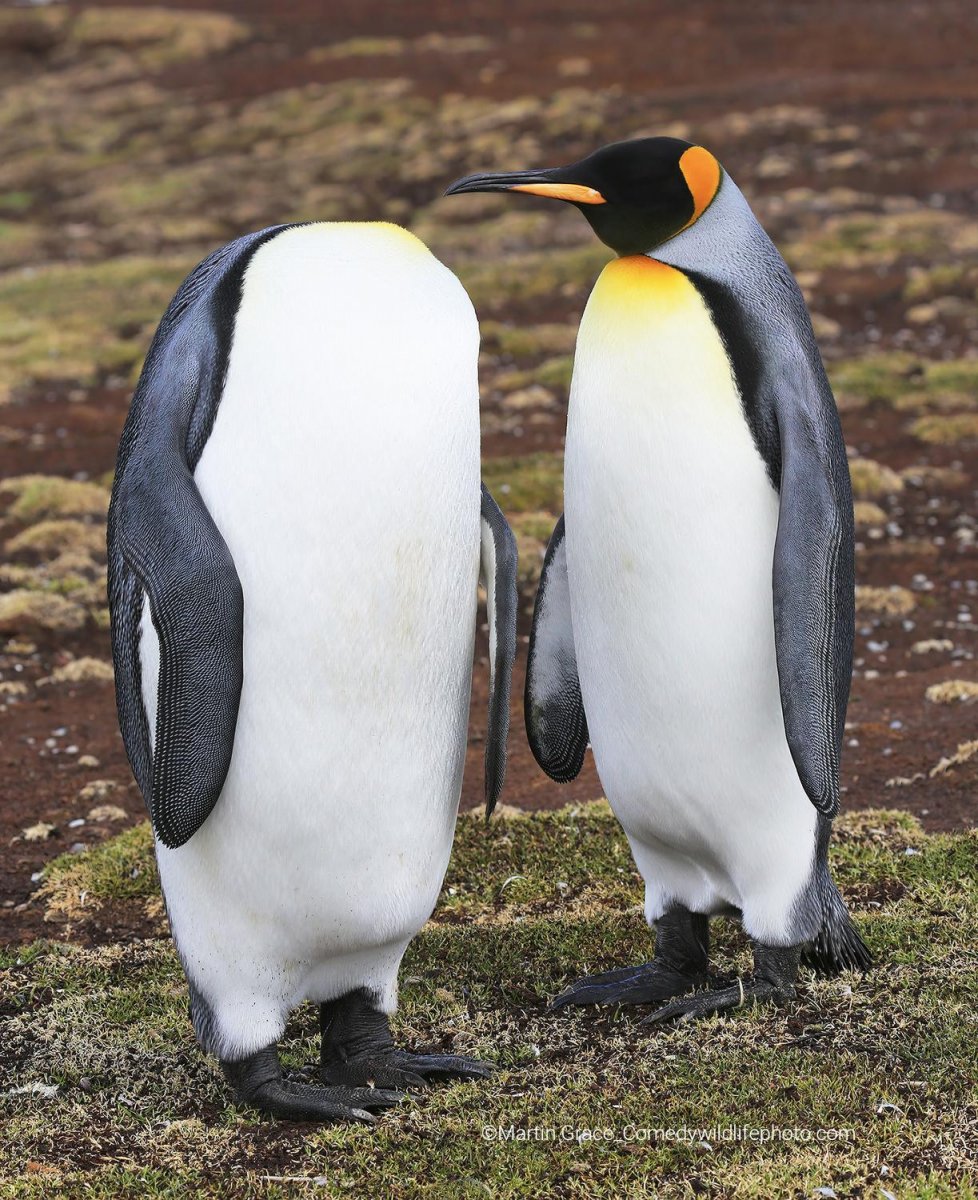 Two King Penguins stand side by side. The bird on the right stands with its head tucked hidden away. 