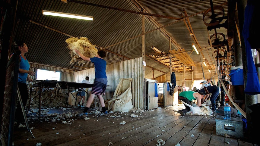 Shearing in action.