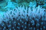 Close up of pale pink coral with whitened tips from coral bleaching