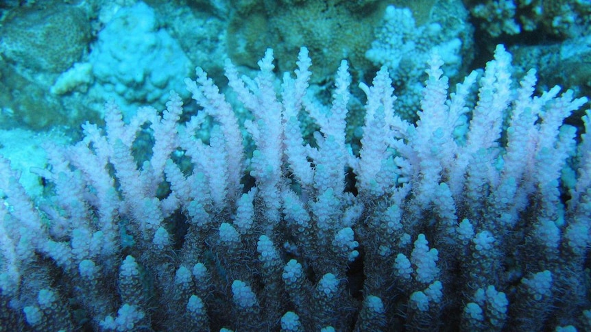 Close up of pale pink coral with whitened tips from coral bleaching