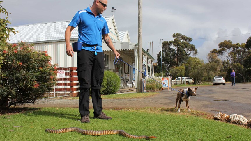 Vera strains against the lead as dog trainer, Seth Pywell, presents her with a snake.