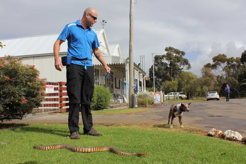 Vera strains against the lead as dog trainer, Seth Pywell, presents her with a snake.