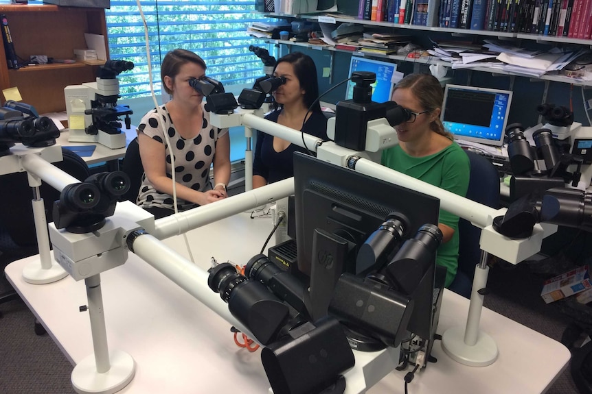 A team of people looking through microscopes in a pathology laboratory.