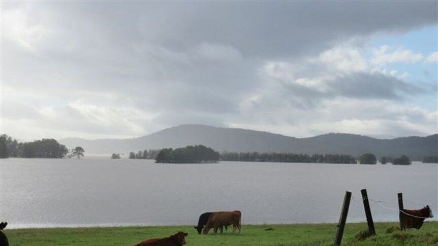 A flooded paddock with a number of cows grazing at the waters edge
