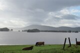A flooded paddock with a number of cows grazing at the waters edge