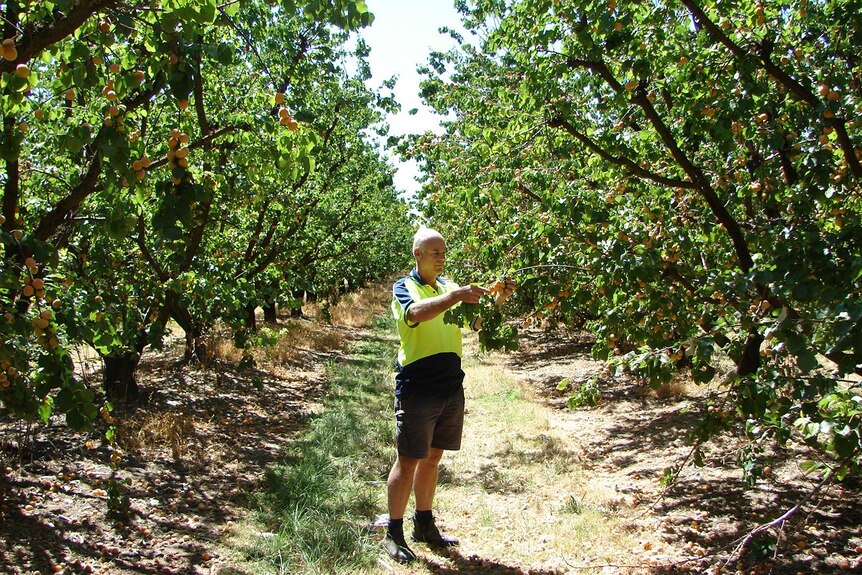 A man in a high-vis shirt stands between rows of trees.