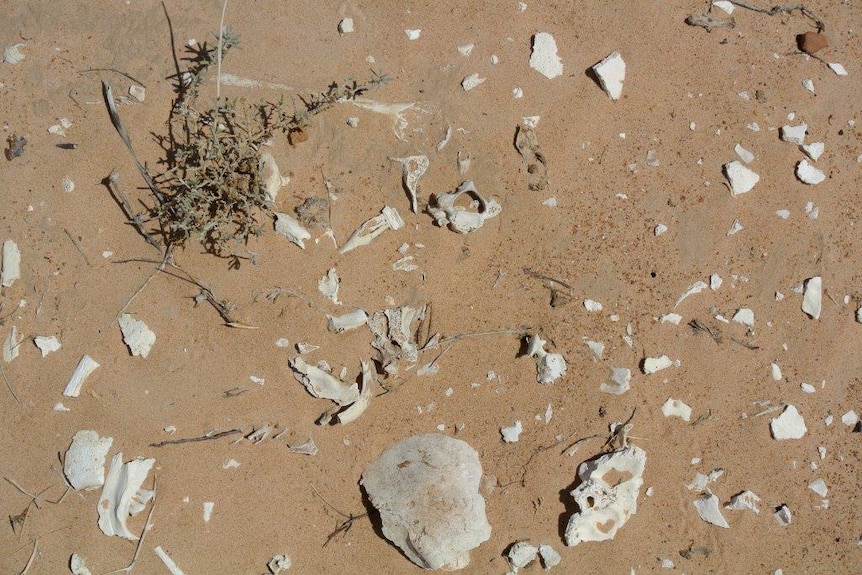 Bone fragments are spread through the sand.
