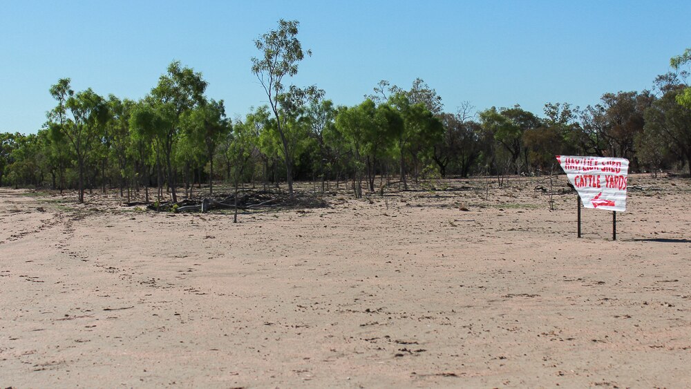 Outback flock of birds thriving in Queensland drought - ABC News