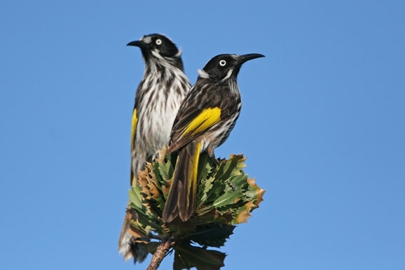 Two black and yellow birds sit on a plant