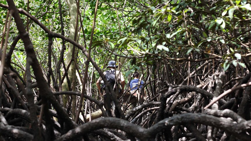 two scientists walk through mangrove forest