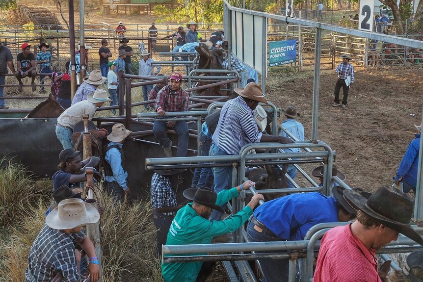 Stockmen climb onto horses at the Fitzroy Crossing Rodeo while others watch on and shout encouragement.