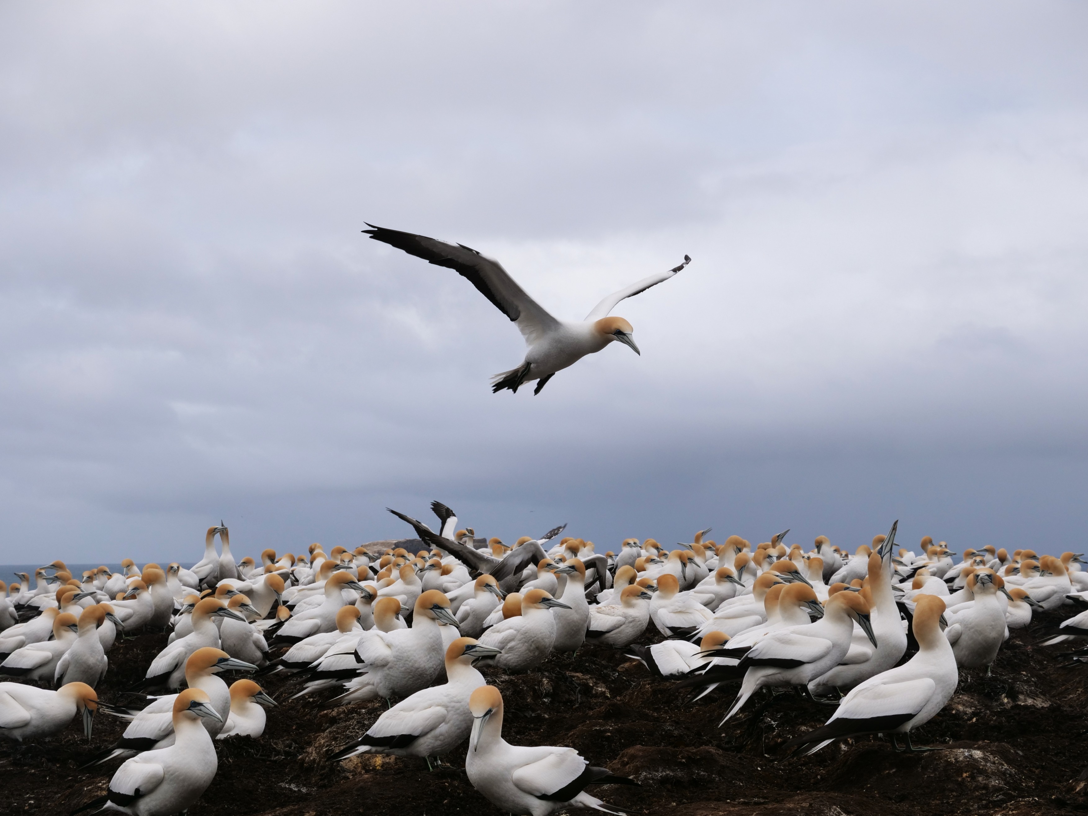 A group of white and black sea birds nesting, with one flying in the sky.