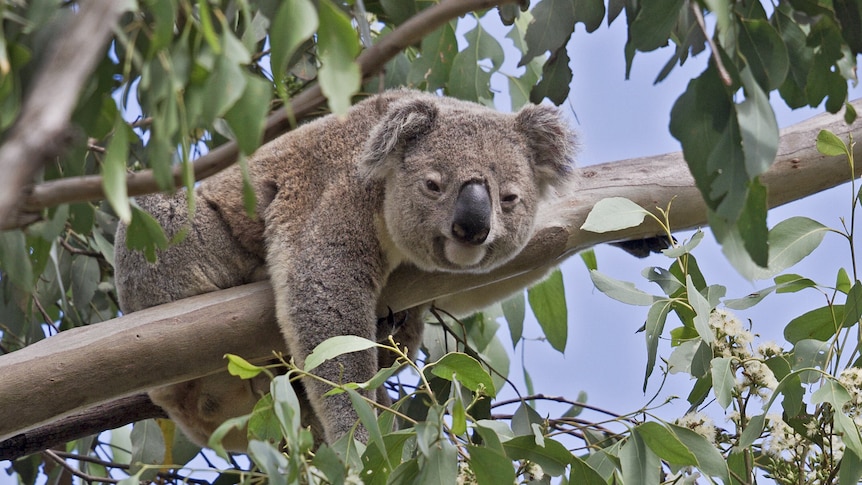 A sleepy koala rests on a branch high up in a tree.