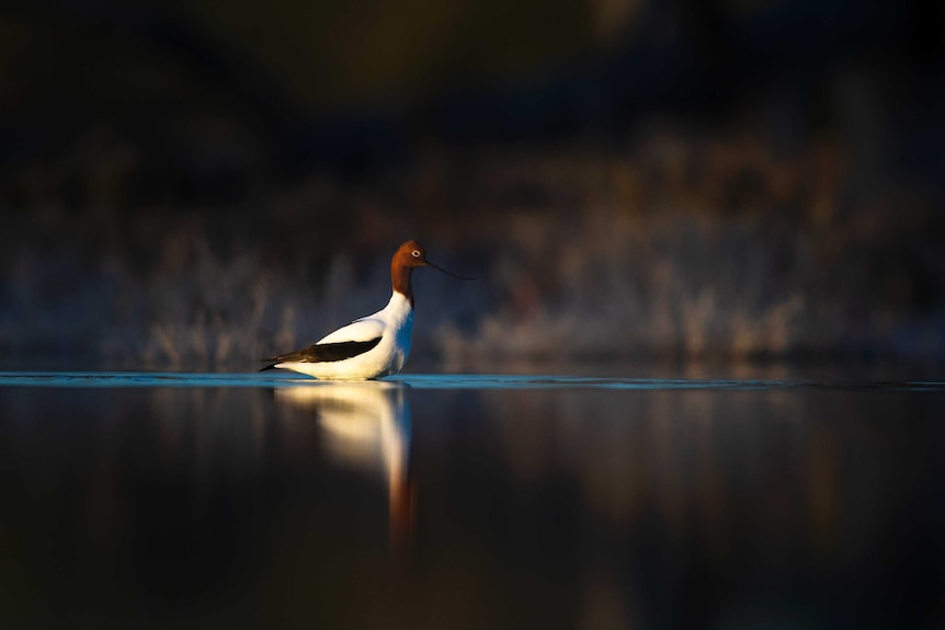 A white-bodied bird with long rust-red neck and head glows in golden sunlight on a dark, smooth lake.