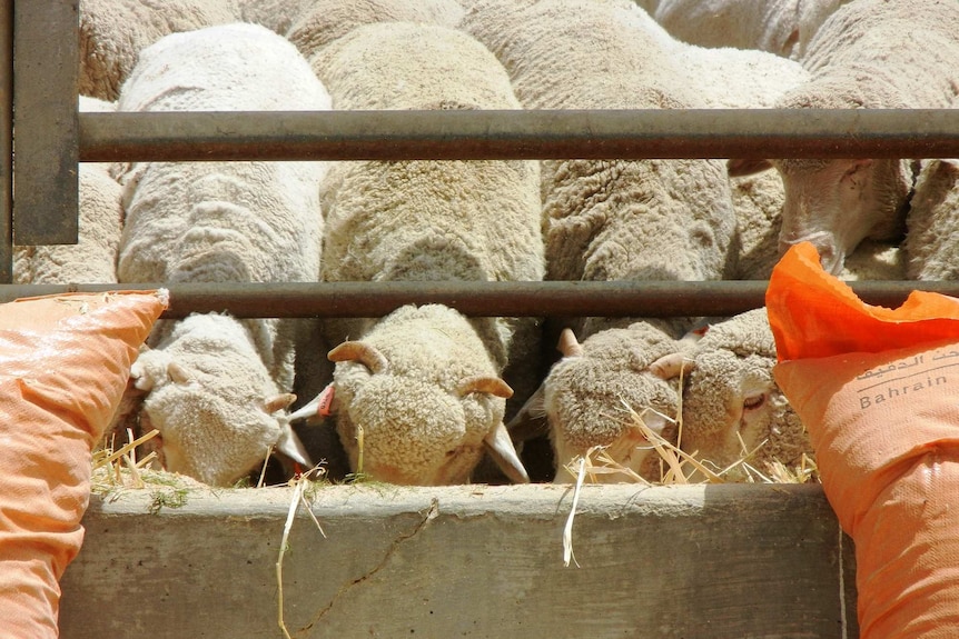 Sheep eat from a trough