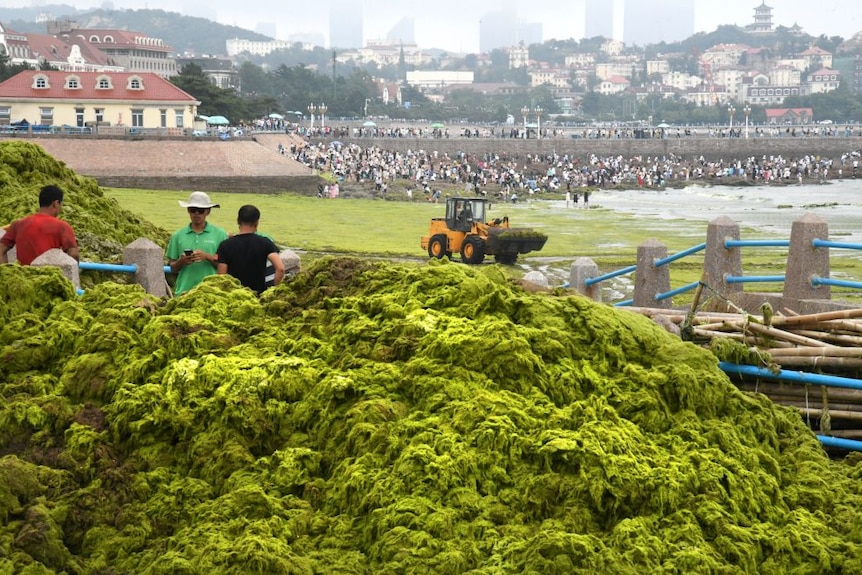 Green algae on a beach