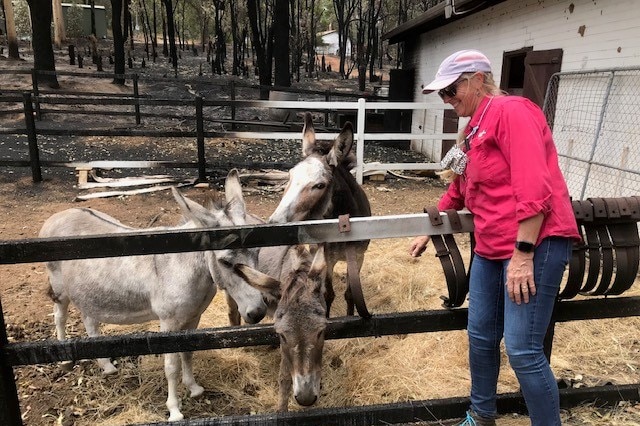 Three goats in a stable with a woman with a pink shirt checking on them