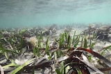 Underwater photograph showing seagrass which has been eaten by sea urchins.