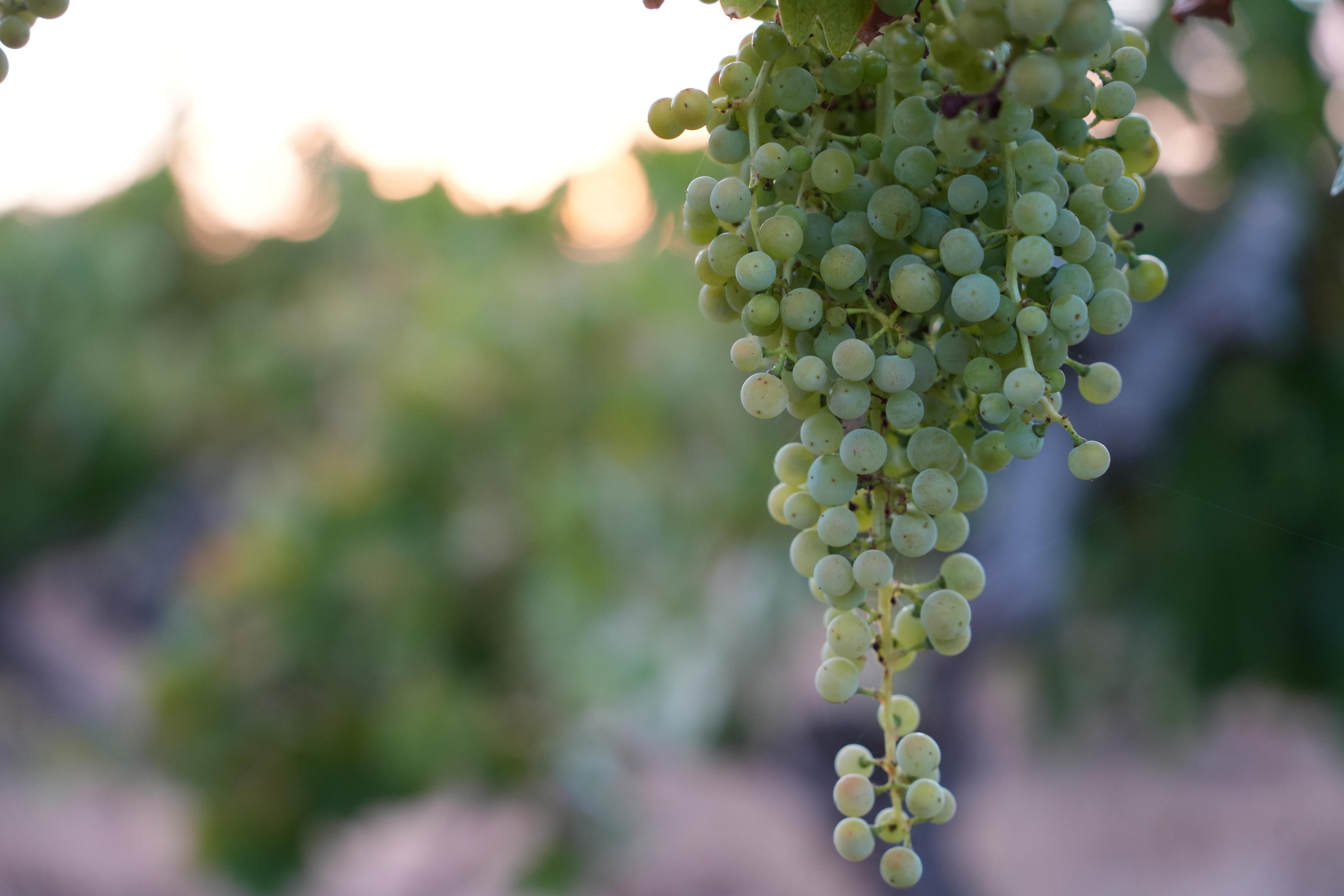 Booming gold explorers are buying up wineries