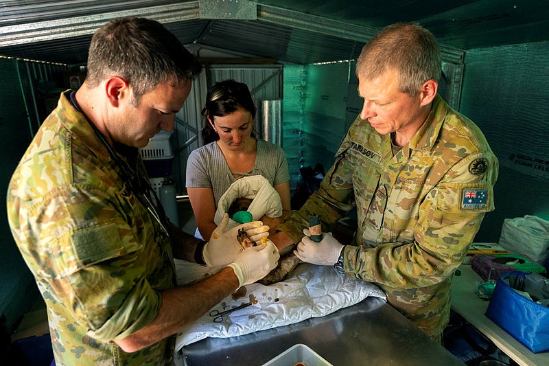 Defence personnel treat injured koala.jpg