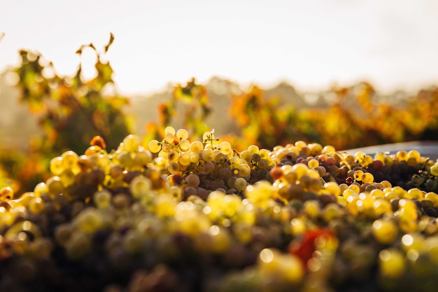 A close shot of light brown wine grapes basking in the sun. It is either sunrise or sunset.