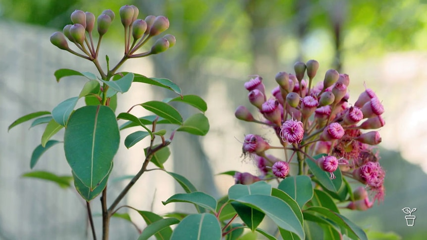 Tight pink flower buds on a tree.